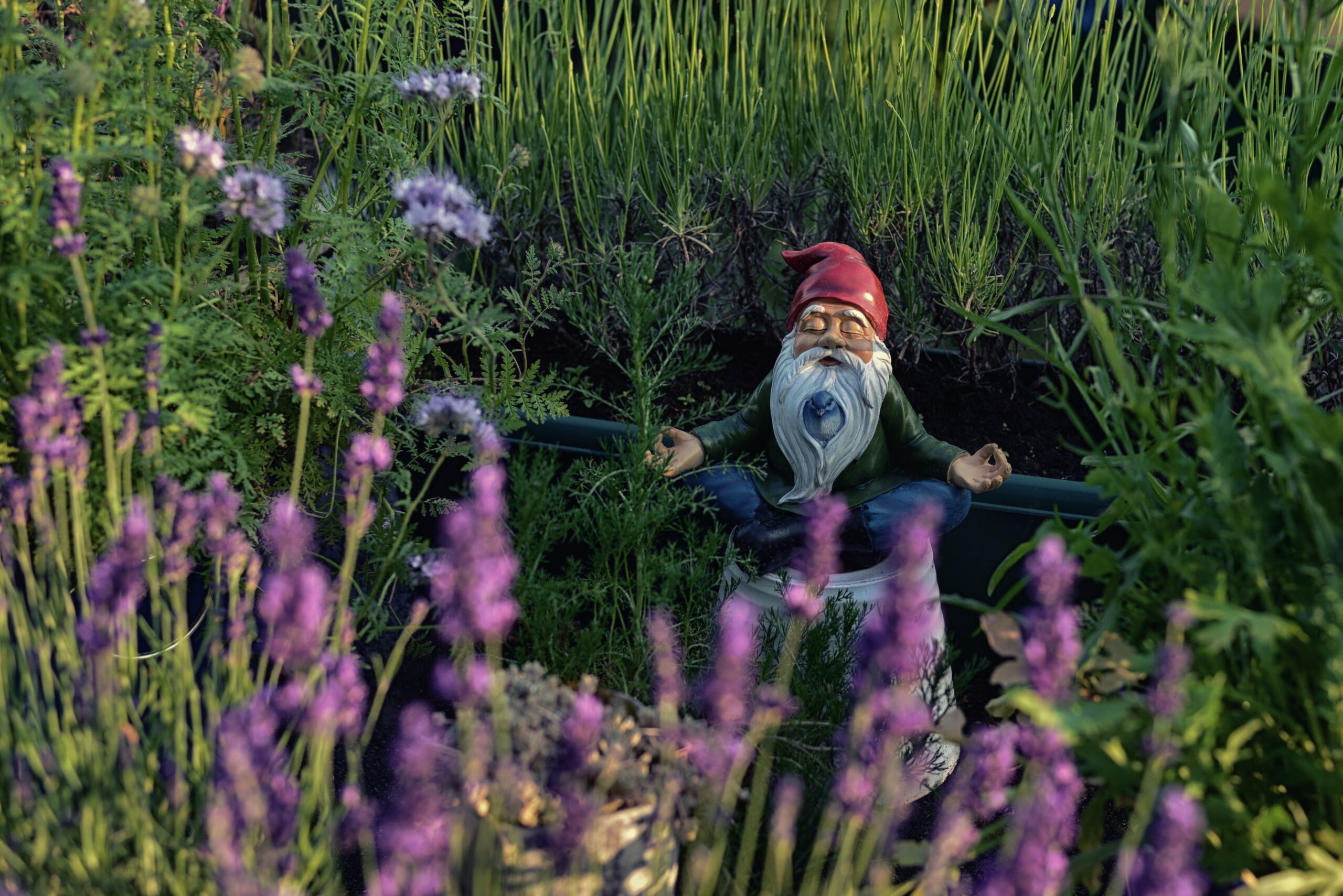 Meditating Gnome in Garden